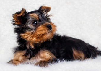 Puppy Yorkshire Terrier on a fluffy blanket