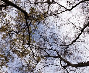  branches of trees with leaves on the background of the sky