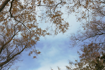 sky with yellow leaves and branches of trees on the background of the clouds