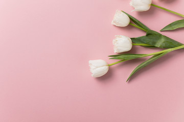 Obraz na płótnie Canvas White tulip flowers on a pastel pink background