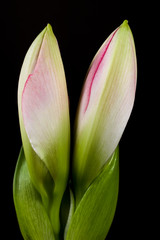 Blooming buds of pink Amaryllis on black background. Isolated.