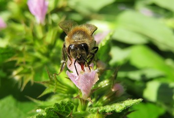 Bee on a lamium purpureum flowers in the meadow, closeup