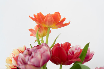 Frühlingsblumen vor weißem Hintergrund