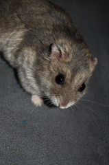 Russian dwarf hamster looking in the camera, grey background