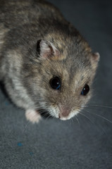 Russian dwarf hamster looking in the camera, grey background