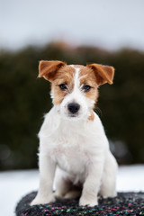 jack russell terrier puppy posing outdoors