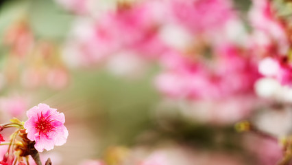 Fototapeta na wymiar Sakura Flower or Cherry Blossom With Beautiful Nature Background