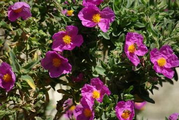 Ciste rose en Corse au printemps