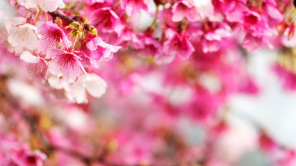 Sakura Flower or Cherry Blossom With Beautiful Nature Background