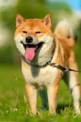 red Shiba inu dog in summer - 244974179