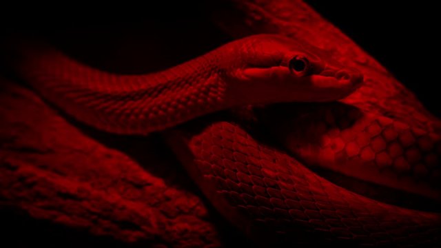 Snake In Heat Lamp