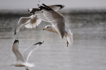 Water Bird with Wings Spread in Flight Over Water