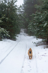 Shar Pei winter in the coniferous forest.  close up. winter walk in the winter fir forest.