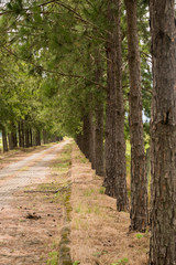 Obraz premium forest, tree, road 2