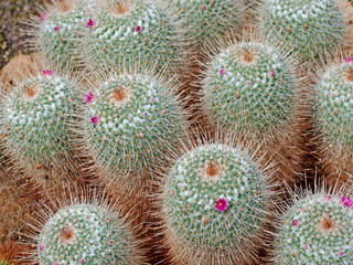 Kakteen, Mammillaria geminispina