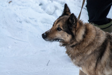 dog on a leash with head close-up