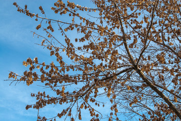 dried leaves on trees