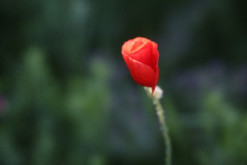 poppy field with flowers and fragrant herbs, landscape