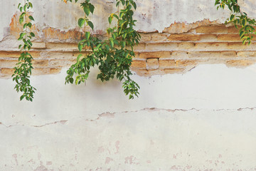 Fototapeta na wymiar Old Damaged Brick Plaster Wall with Hanging Creeping Plants