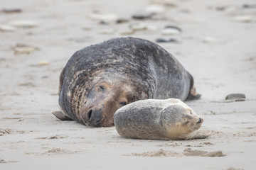 A grey seal lies on the beach on Helgoland