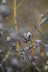 snow crystals on twigs