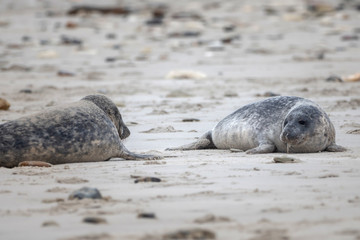 A grey seal lies on the beach on Helgoland