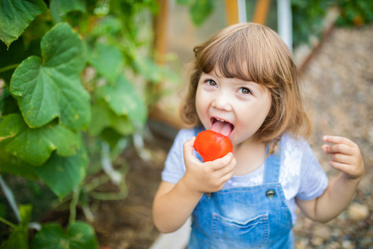 Little girl in the garden, holding red organic tomato