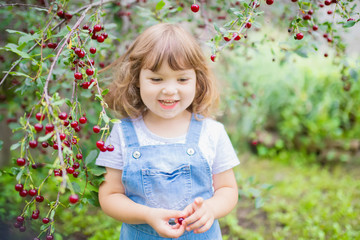 adorable little girl eating cherry from cherry-tree in the orchard