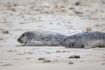 A grey seal lies on the beach on Helgoland