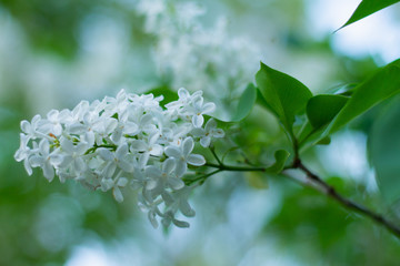 a branch of white lilac blooms.