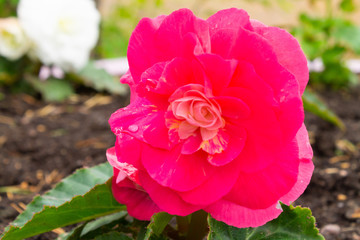 pink flower grows in a flower bed