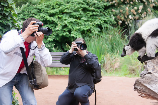 Photographer taking photo of striped lemur at the zoo
