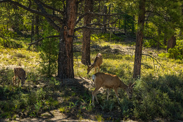 Deer at Bryce Canyon Utah