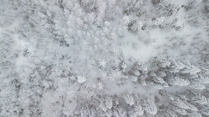 Aerial flight above winter forest on the north of Russia