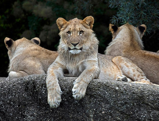 Fototapeta na wymiar Lions on the rock. Latin name - Panthera leo 