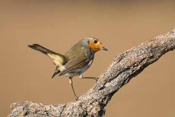 Ritratto di Pettirosso Europeo (Erithacus rubecula)