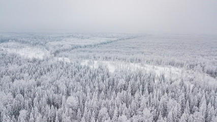 Frozen trees above