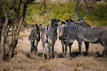 Obraz premium A Gathering of Lines