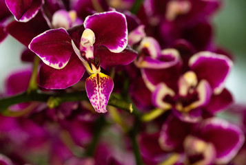 Fototapeta na wymiar beautiful orchids in nature