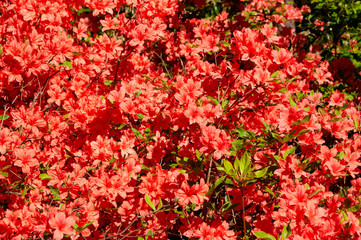 Rhododendron in spring time