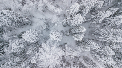 Aerial flight above winter forest on the north of Russia