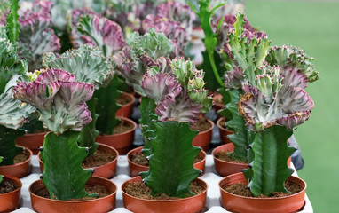 cactus blooms in red flower