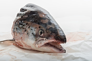 testa di salmone fronte