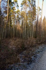 Fototapeta premium Wassertümpel und Wasserläufe im Wald und Wasserläufe im Wald 