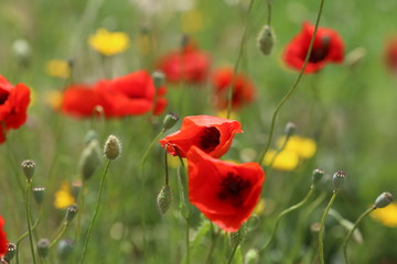 poppy field with flowers and fragrant herbs, landscape