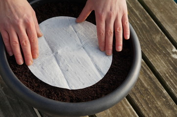 Seed mat in a pot