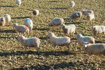 Obraz premium A flock of sheep grazing on stubble turnips a commonly used winter feed when quality grass is in short supply