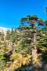 Fototapeta na wymiar The Cedars of God at Bsharri in Lebanon