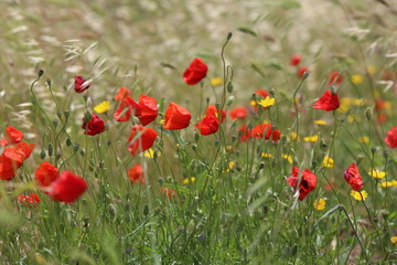 poppy field with flowers and fragrant herbs, landscape