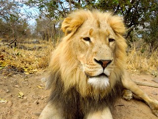 Lion up close 